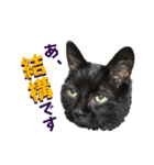 黒猫トムチ9（個別スタンプ：1）