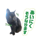 黒猫トムチ9（個別スタンプ：2）