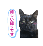 黒猫トムチ9（個別スタンプ：5）