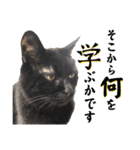 黒猫トムチ9（個別スタンプ：7）