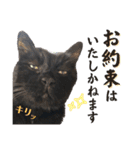 黒猫トムチ9（個別スタンプ：10）