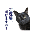 黒猫トムチ9（個別スタンプ：11）