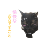 黒猫トムチ9（個別スタンプ：12）