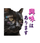黒猫トムチ9（個別スタンプ：13）