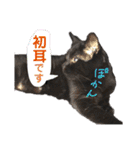 黒猫トムチ9（個別スタンプ：16）
