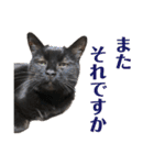 黒猫トムチ9（個別スタンプ：17）