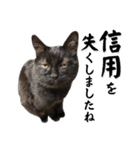 黒猫トムチ9（個別スタンプ：18）