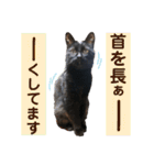 黒猫トムチ9（個別スタンプ：19）