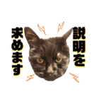黒猫トムチ9（個別スタンプ：20）