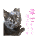 黒猫トムチ9（個別スタンプ：22）