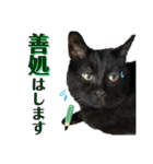 黒猫トムチ9（個別スタンプ：31）
