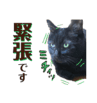 黒猫トムチ9（個別スタンプ：35）