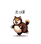 クマさんな太っちょ柴犬 茶色め（個別スタンプ：2）