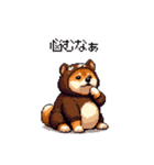 クマさんな太っちょ柴犬 茶色め（個別スタンプ：39）