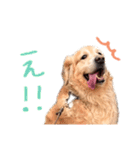 もう少しで話せるイヌのスタンプ（個別スタンプ：4）