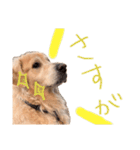 もう少しで話せるイヌのスタンプ（個別スタンプ：13）