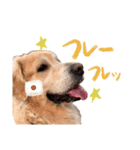もう少しで話せるイヌのスタンプ（個別スタンプ：15）