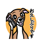 【レッド3】1年中使えるイタグレのスタンプ（個別スタンプ：17）