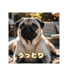 パグは感情表現豊か（個別スタンプ：3）