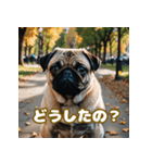 パグは感情表現豊か（個別スタンプ：4）