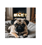 パグは感情表現豊か（個別スタンプ：11）