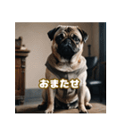 パグは感情表現豊か（個別スタンプ：33）