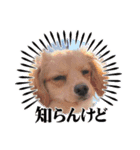 あらかると N.max（個別スタンプ：4）