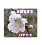 日常のご挨拶に 早春の山野草を添えて（個別スタンプ：1）