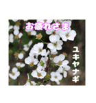 日常のご挨拶に 早春の山野草を添えて（個別スタンプ：2）