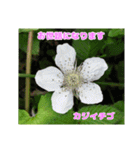 日常のご挨拶に 早春の山野草を添えて（個別スタンプ：3）