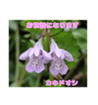 日常のご挨拶に 早春の山野草を添えて（個別スタンプ：4）