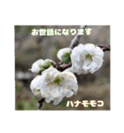 日常のご挨拶に 早春の山野草を添えて（個別スタンプ：5）