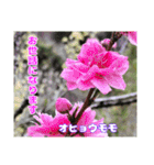 日常のご挨拶に 早春の山野草を添えて（個別スタンプ：6）
