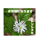 日常のご挨拶に 早春の山野草を添えて（個別スタンプ：7）