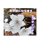 日常のご挨拶に 早春の山野草を添えて（個別スタンプ：8）