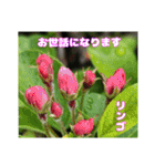 日常のご挨拶に 早春の山野草を添えて（個別スタンプ：9）