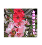日常のご挨拶に 早春の山野草を添えて（個別スタンプ：11）