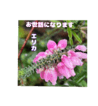 日常のご挨拶に 早春の山野草を添えて（個別スタンプ：12）
