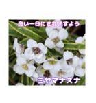 日常のご挨拶に 早春の山野草を添えて（個別スタンプ：13）