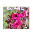 日常のご挨拶に 早春の山野草を添えて（個別スタンプ：14）