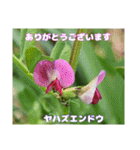 日常のご挨拶に 早春の山野草を添えて（個別スタンプ：17）