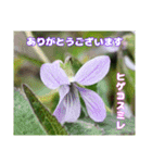 日常のご挨拶に 早春の山野草を添えて（個別スタンプ：19）