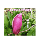 日常のご挨拶に 早春の山野草を添えて（個別スタンプ：21）
