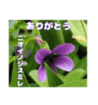 日常のご挨拶に 早春の山野草を添えて（個別スタンプ：22）