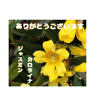 日常のご挨拶に 早春の山野草を添えて（個別スタンプ：24）