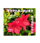 日常のご挨拶に 早春の山野草を添えて（個別スタンプ：25）