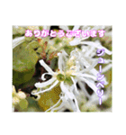 日常のご挨拶に 早春の山野草を添えて（個別スタンプ：26）