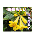 日常のご挨拶に 早春の山野草を添えて（個別スタンプ：27）