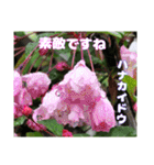 日常のご挨拶に 早春の山野草を添えて（個別スタンプ：28）