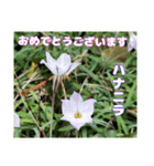 日常のご挨拶に 早春の山野草を添えて（個別スタンプ：31）